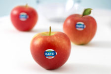 Manzanas Kanzi