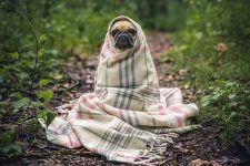 Perro_animales domestico