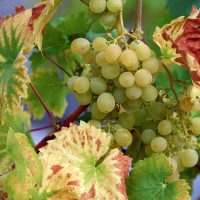 Racimo de uva_vino vegano
