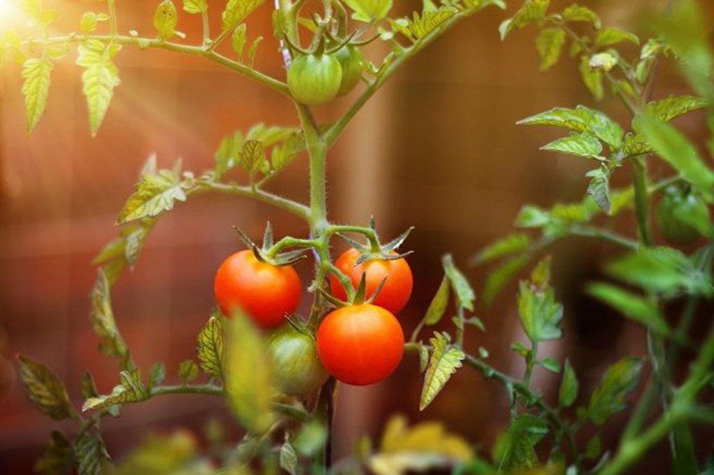 Hortalizas huerto de tomates