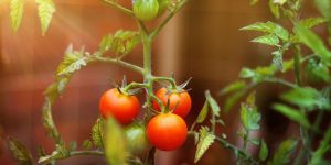 Hortalizas huerto de tomates