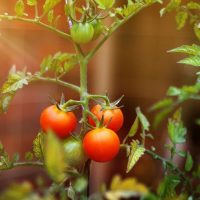 Vegetables tomato garden