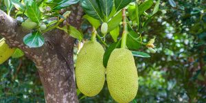 Jackfruit o jaca la mayor fruta arborea